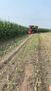 Corn Harvest | Mysterious Aliens