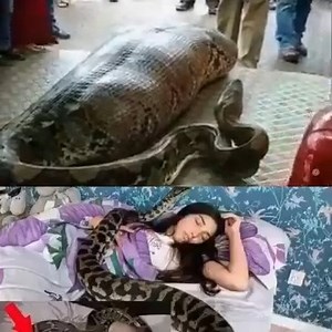 Woman slept with her Python every night, until the worst happened...see more | 35728564532