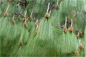 Pinus patula - Alchetron, The Free Social Encyclopedia