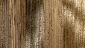 4K Vuelo Sobre Campos Recientemente Cultivados Con La Patata En El Tiempo De Cosecha, Visión Superior Aérea Con El Modelo De La a Metrajes - Vídeo de crecimiento, colinas: 85742042