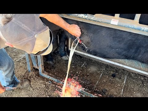 This Cow Abscess is Worth the Wait!