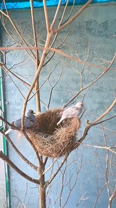 127K views · 3.5K reactions | Diamond dove chicks | Birds Lover | Facebook