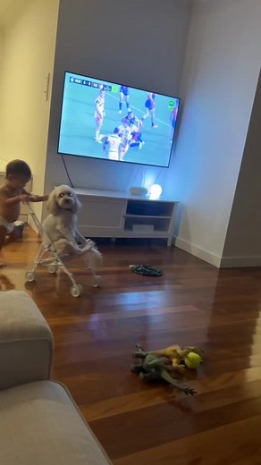 Hilarious Donkey Moments: Laugh out Loud with the Cutest Donkeys