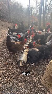 65K views · 2.4K reactions | #farming #livestockfarming #cattle #sustainablefarming #springplanting #canadianfarming #farmlife | تربية الدجاج | Facebook