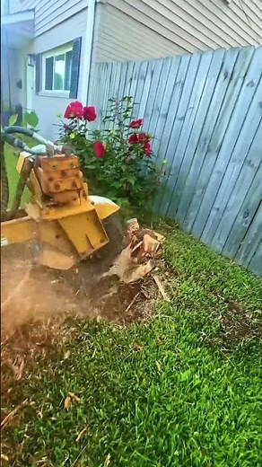 #lawn #lawncare #trees #treeservice #stumpgrinding Virginia Beach
