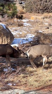 Mule deer are still rutting. This good buck was grunting and checking out the does. #muledeer #deer #buck | Good Bull Outdoors