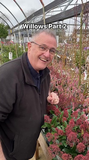 Willow Part 2 #trees #tree #treelife🌳 #treelovers #garden #gardening #gardens #plantsmakepeoplehappy #plants #plants #springgarden | Dave The Plantman