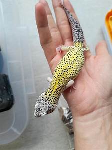 Leopard Gecko Growth Chart And Development Stages Leopard Gecko