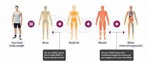 What Is Body Composition