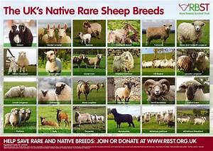 Rare Breeds Preservation Project By Watson Rbst Rare Breeds