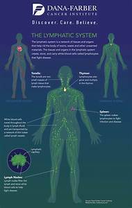What Is The Lymphatic System Infographic Dana Farber Cancer Institute