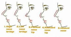 Nose Types Nose Shapes Shape Chart