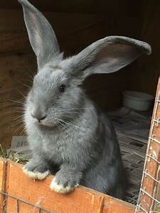 Beginner S Guide To Flemish Giant Rabbits Cost Care Ownership