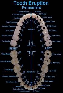 Pin On Best Teeth Infographics For Dental Health