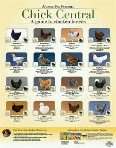 Pin By Baltz Smith On Chickens Laying Chickens Breeds Egg