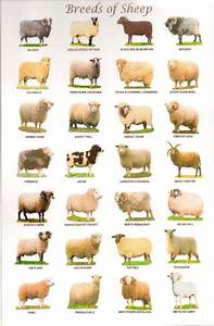 Sheep Breeds In The United Kingdom There Are Over 60 Distinct Breeds