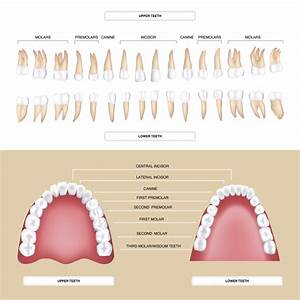 The Different Types Of Teeth Mortenson Family Dental