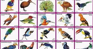 Spectrum Educational Charts Chart 128 Colourful Birds