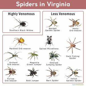 Spiders In Virginia List With Pictures