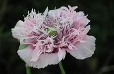 opium poppy flower poppies flowers plants pixnio