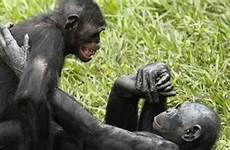 macacos bonobos sexual macaco wired cruzando intercourse nascem piacere reproduzem sesso viram quanto estes nossos parentes