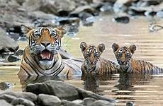 tiger tigers bengal ranthambore cubs india safari three police water their baby save babies six mother national poachers bangladesh gunfight