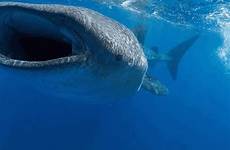 gif whale shark manta ray roundup sea deep sharks deepseanews boat animals studied over choose board motion