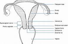 cervix vagina vaginal vaginalis fornices