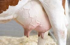 udders udder dairy milking teats