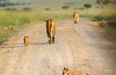 kenyan maasai vagi nude lion family litter cubs cub siblings lionesses road along watchful gaze runt cute totters lioness tinny