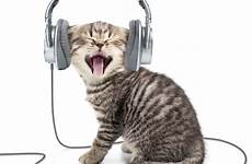 listening cat headphones spanish music practice french exercises singing stock kitten intermediate fluentu wired teaching educator superb amp websites sites