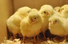 chickens chicks them cute kids baby whether need not farm warm numbers stay same keep help size