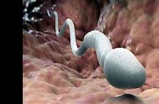 sperm womb inside ejaculated happens fetus when