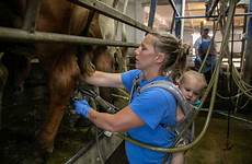 milking grassland cow perennial grasslands seeks meagan pasture parlor farrell aims wisc belleville civileats