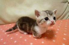 munchkin cute kittens cutest cat kitten cats animals baby kitty restore faith will read
