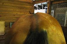 pelvis asymmetric horse sacrale tuber equine porter veterinarian michael lower