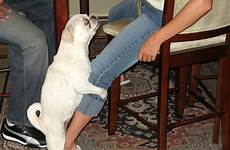 dog humping hump leg why dogs do people humps men crazy lady their humped meme really cat studying sexuality