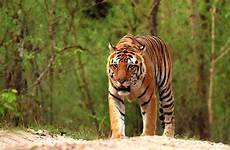 tiger national park kanha tigers bengal royal safari facts wildlife bheema must know