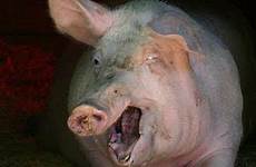 pigs cerdos retarded cochon graciosos laughing pinard 1261 vaan joulua soli