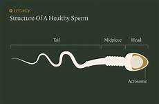 morphology semen abnormal anatomy parameters