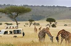 safari tanzania safaris