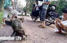monkey girl sexy meeting beautiful angkor