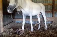 hooves shocking stable 3ft squalid neglected