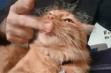 cat finger sucking