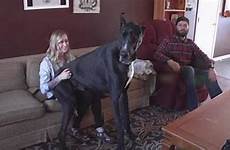 knotted danes tallest canine guinness puppytoob