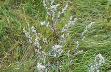 artemisia vulgaris medicinal plants