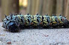 worms mopane africa southern african mopani delicacies insect top their travelling chilli delicacy true moth yummy yucky