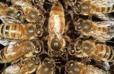 bee queen larvae fed facts newscientist becoming chance did know these food twitter retweet