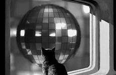 gif earth cat white ball disco gifs painting peekasso kitty schwebebahn giphy das nsfw wfmu animated tgif gifer log off
