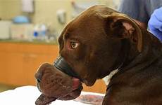 dog abuse animal shut abused mouth bull pit after arrested found